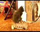 Kitten Riding a Tortoise