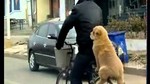 สุนัขแสนรู้! ขี่จักรยานไปกับเจ้าของ 