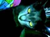 Cat แมว ขี้งอน ตลก สัตว์ตลก เกี่ยวกับสัตว์ animal แสนรู้ เฮฮา คลายเครียด
