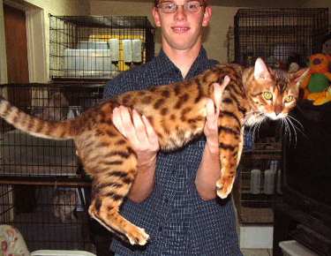 53 Top Images F1 Bengal Cat Full Grown : Full Grown F1 Savannah Cat For Sale