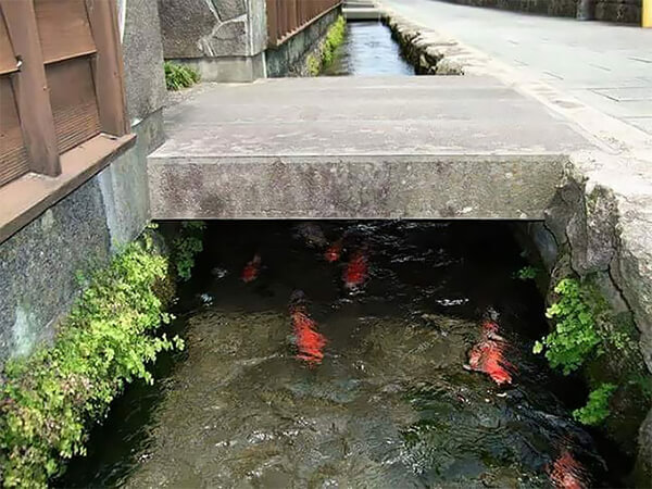 Koi Fish in Drainage Canal in Japan