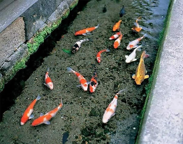 Koi Fish in Drainage Canal in Japan